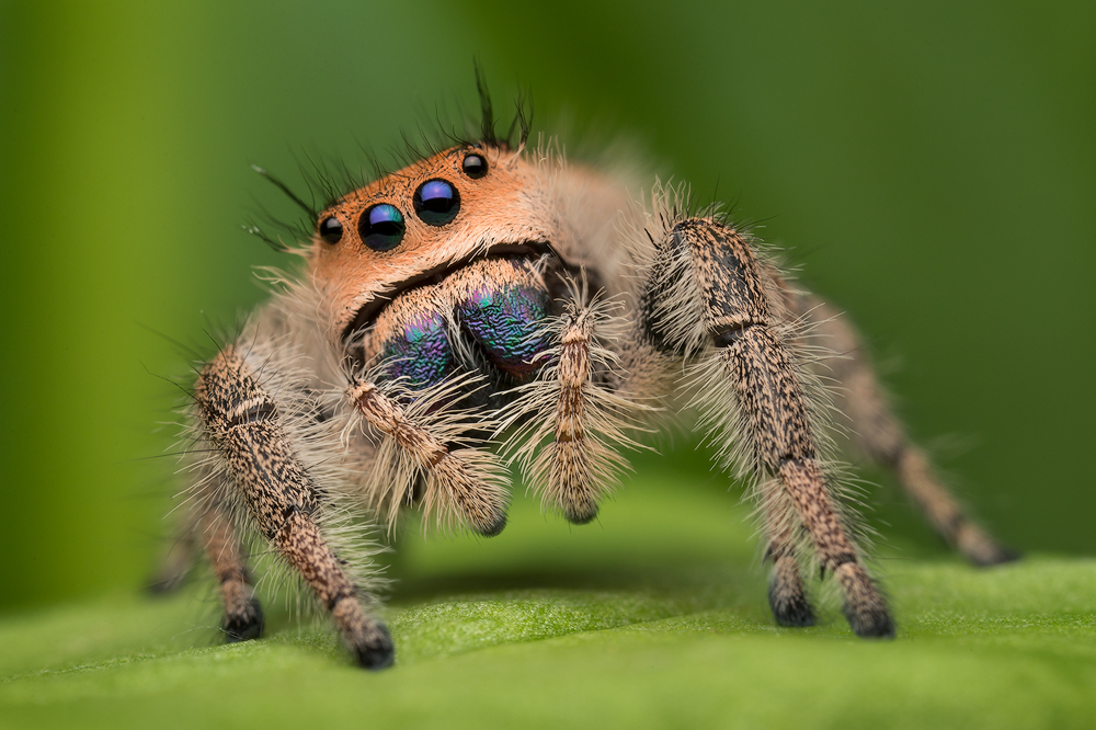 I have had the opportunity to photograph many Phidippus regius and I'm always amazed at the variety and subtle color differences...