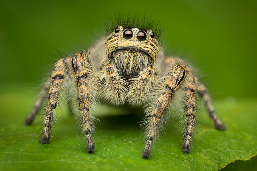 salticidae, jumping sider, phyleaus chrysops