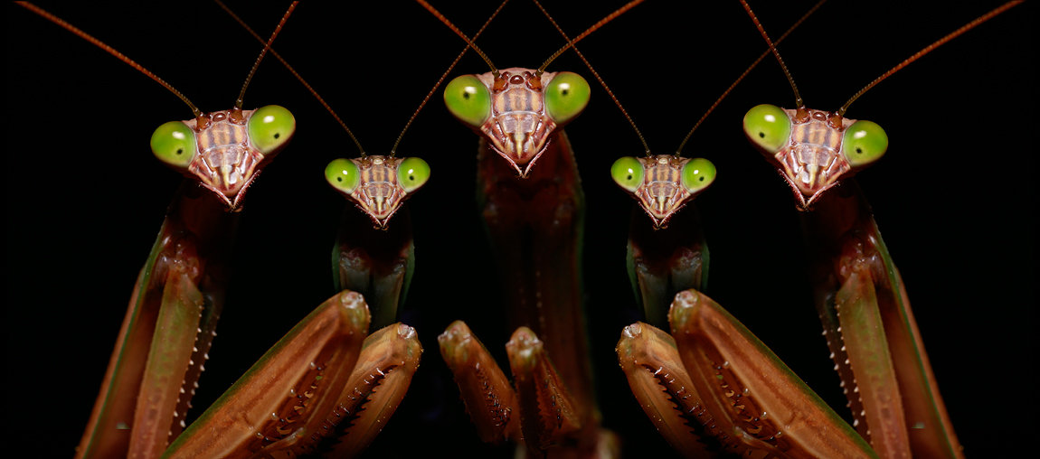 Chinese Mantis - Tenodera sinensis