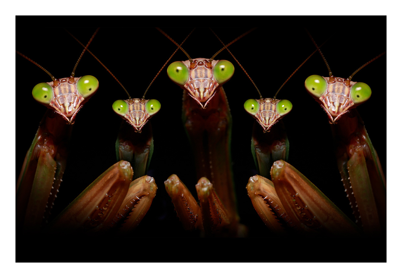 FINE ART NOTE CARD print preview