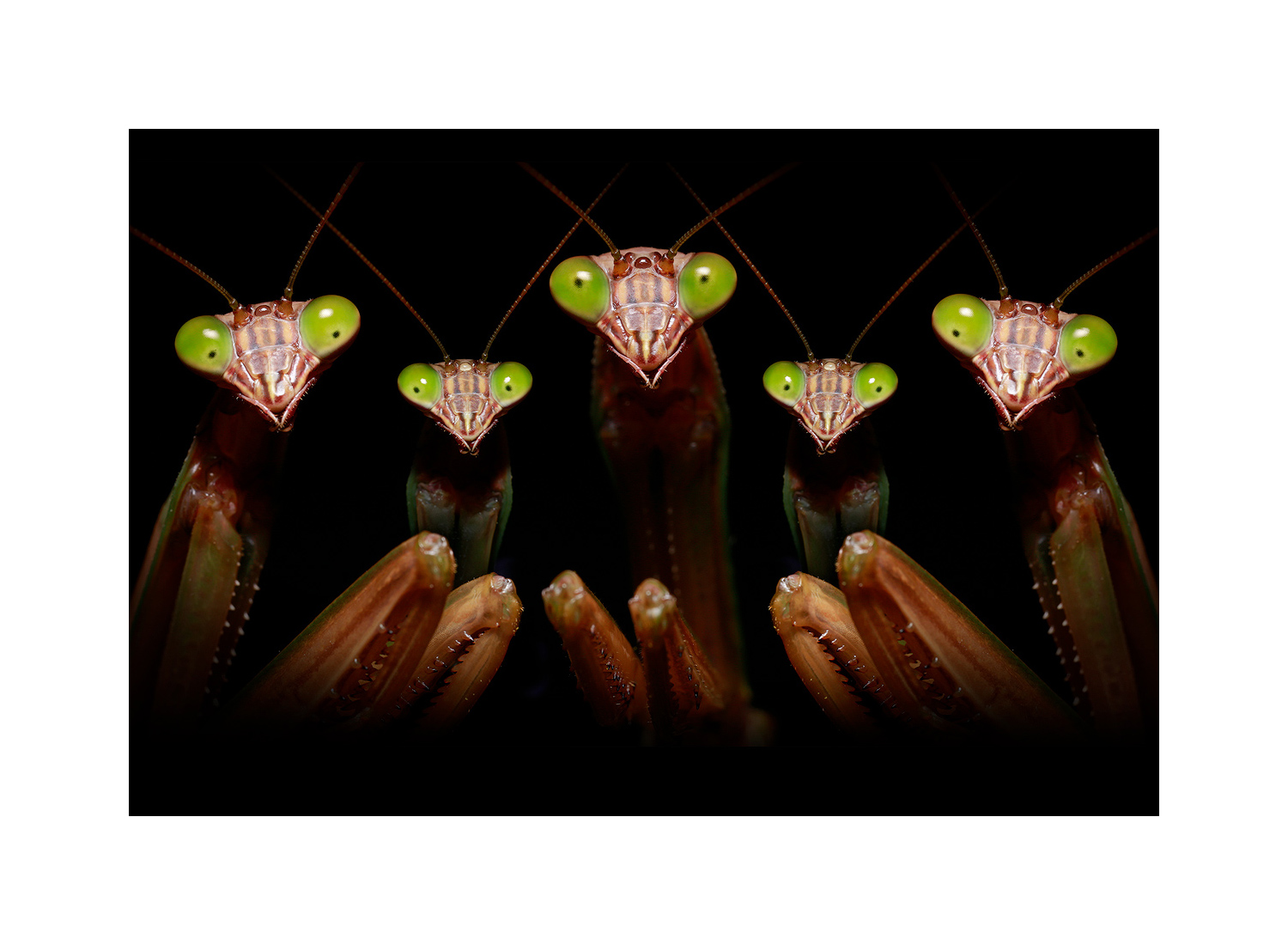 MATTED PRINT print preview