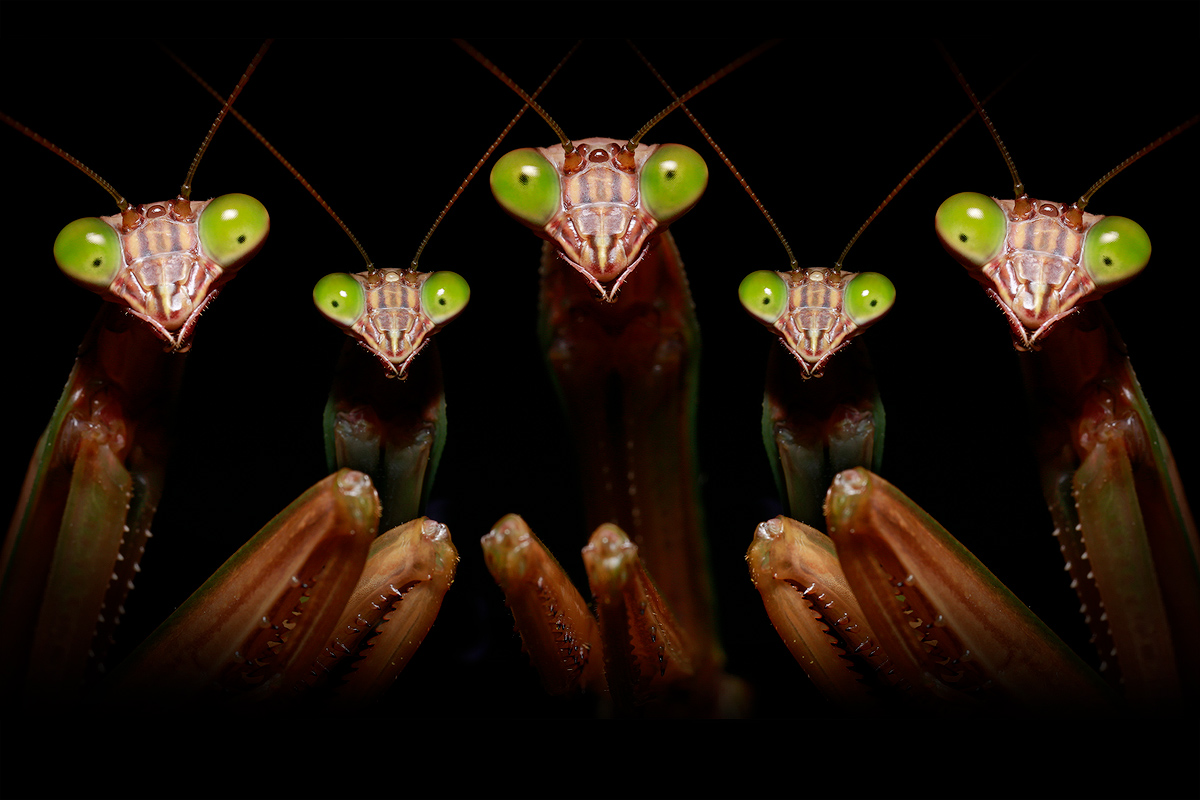 Some fun with a composite. Chinese Mantis