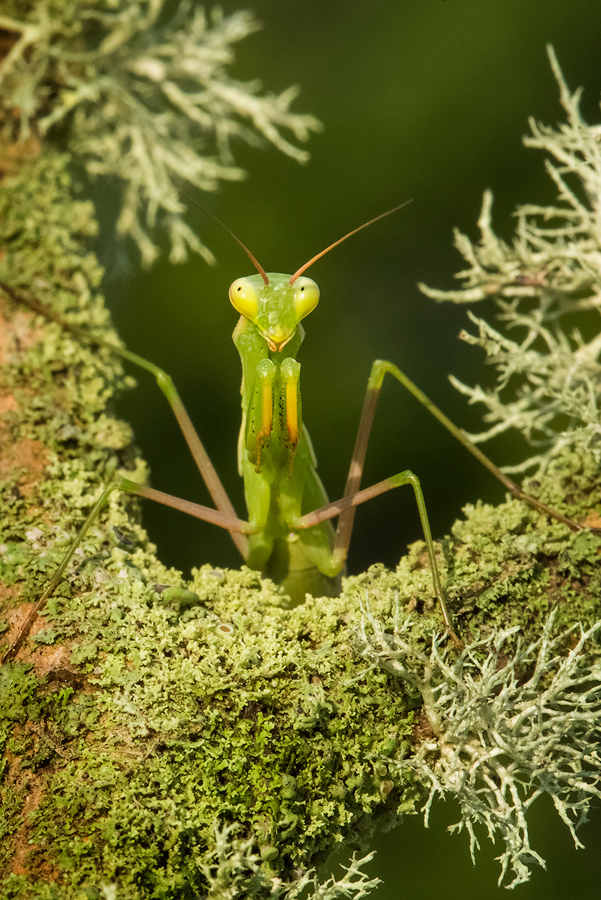 Tenodera sinensis