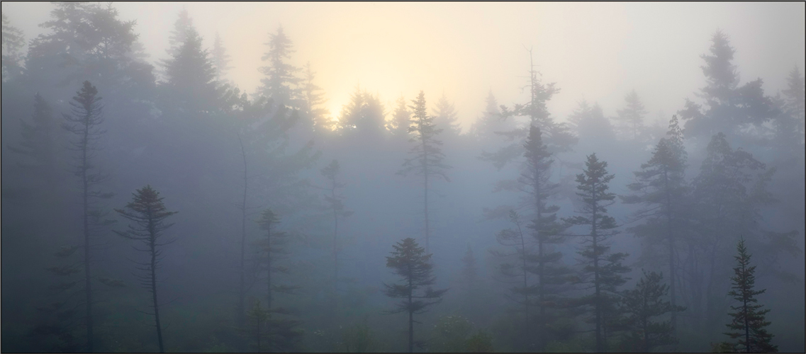 Schoodic peninsula, acadia national park, Maine, fog sunrise