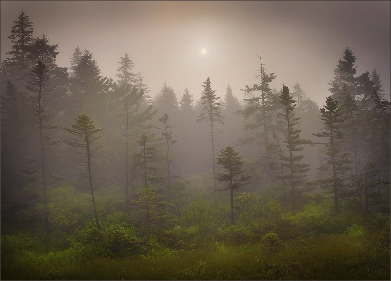 Schoodic peninsula, Maine, fog, forest