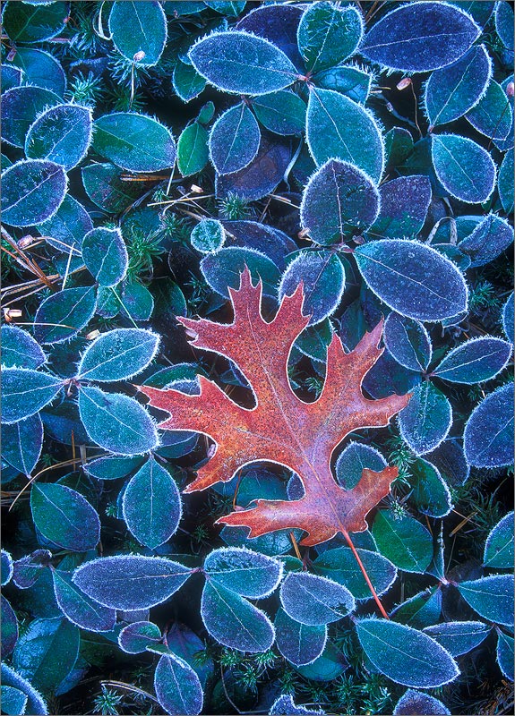 Frost, leaf, autumn