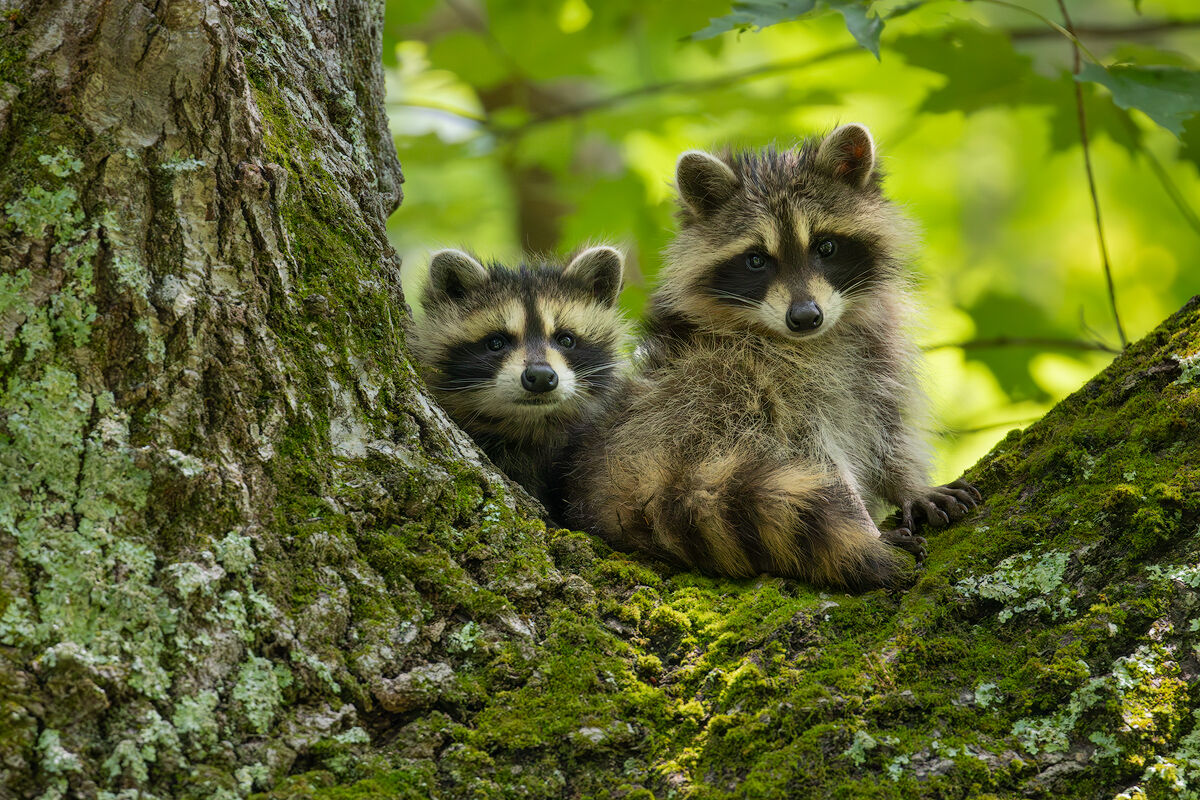 raccoons, pair, tree, moss, massachusetts