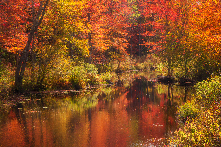 autumn, reflection, red, tully lake, royalston, Massachusetts, patrick zephyr, stream,