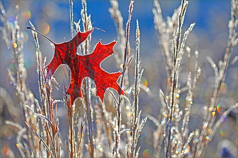 Frost, leaf, winter