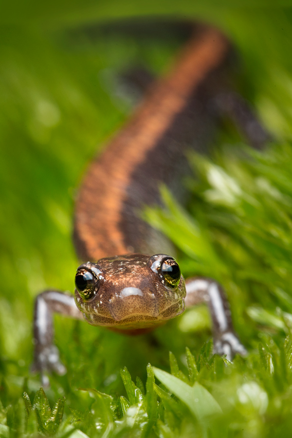 The most common form of this very common local salamander. One interesting fact about this lungless species is that they don'...