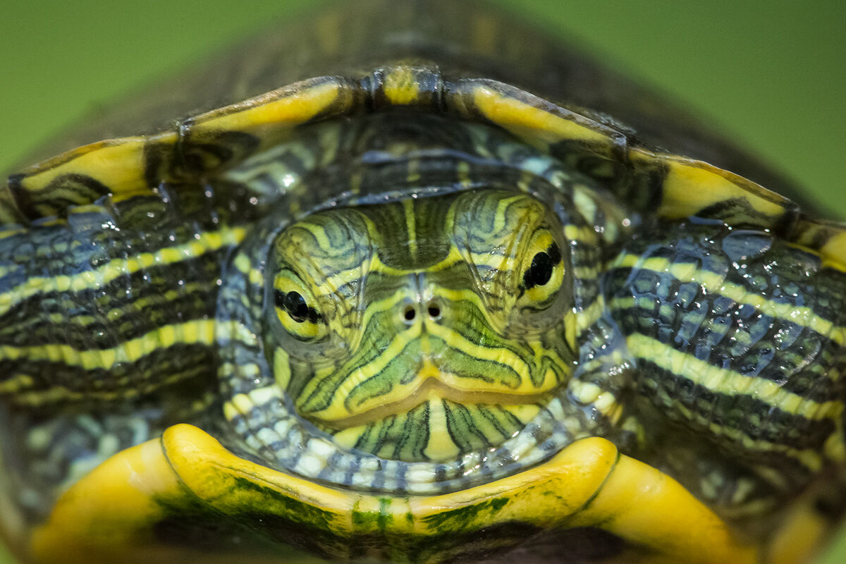 red-eared slider, massachusetts, baby turtle