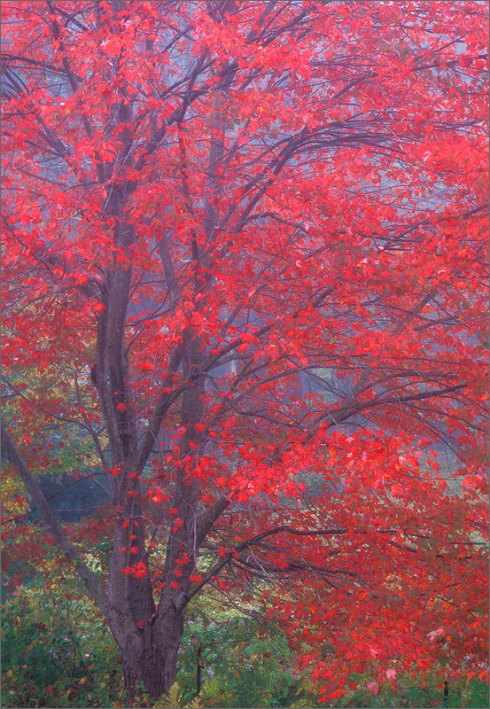 Pelham, Massachusetts, fog, red maple, autumn