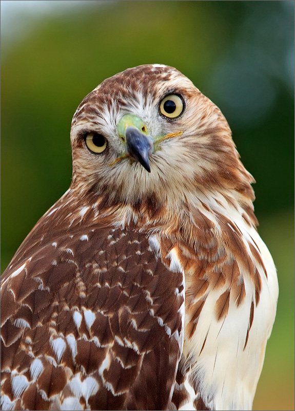 Red tailed hawk, bird, hawk