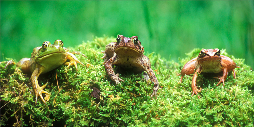 Amphibians, frogs, moss, toad