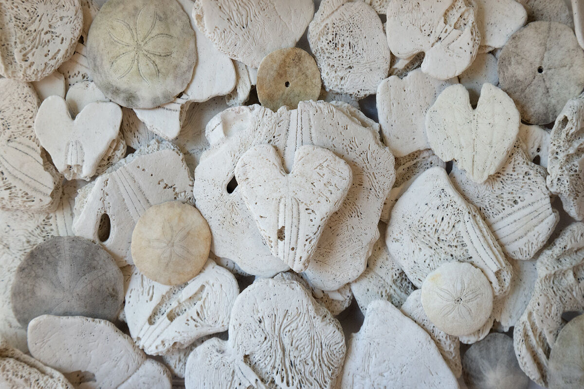 sand dollars, Maine, heart rocks, found love