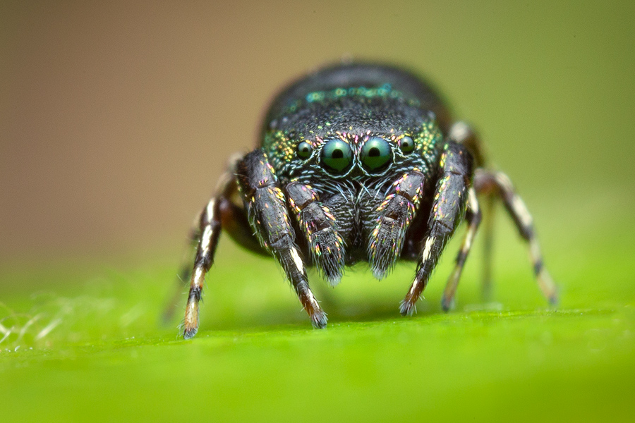 jumping spider, salticidae, Patrick Zephyr, Massachusetts,Sassacus cyaneus