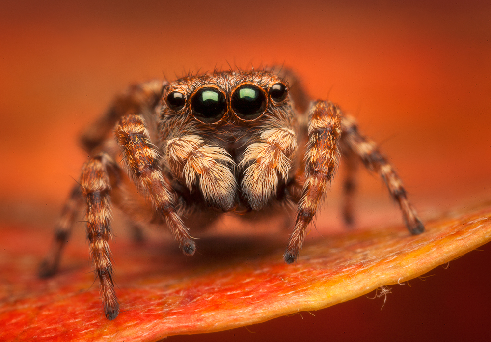 Sitticus Jumper | Massachusetts | Patrick Zephyr Photography