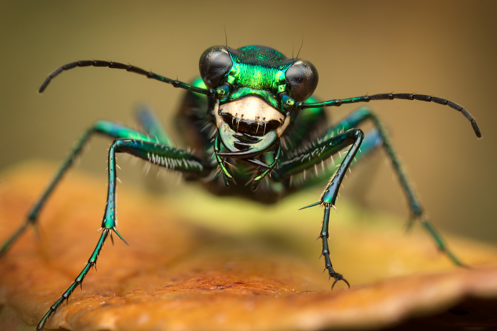 One of my favorite beetles. I usually see them in abundance on sunny days running around in open sandy areas. Amazingly fast...