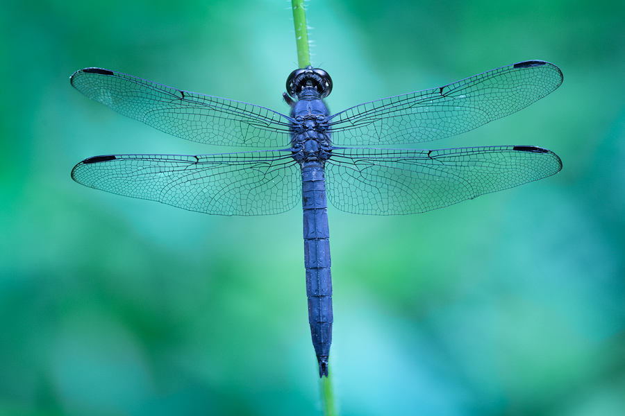 dragonfly, slaty skimmer, Massachusetts, blue, patrick zephyr, macro, insect