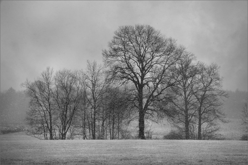 Hadley, Massachusetts, snow, storm, trees