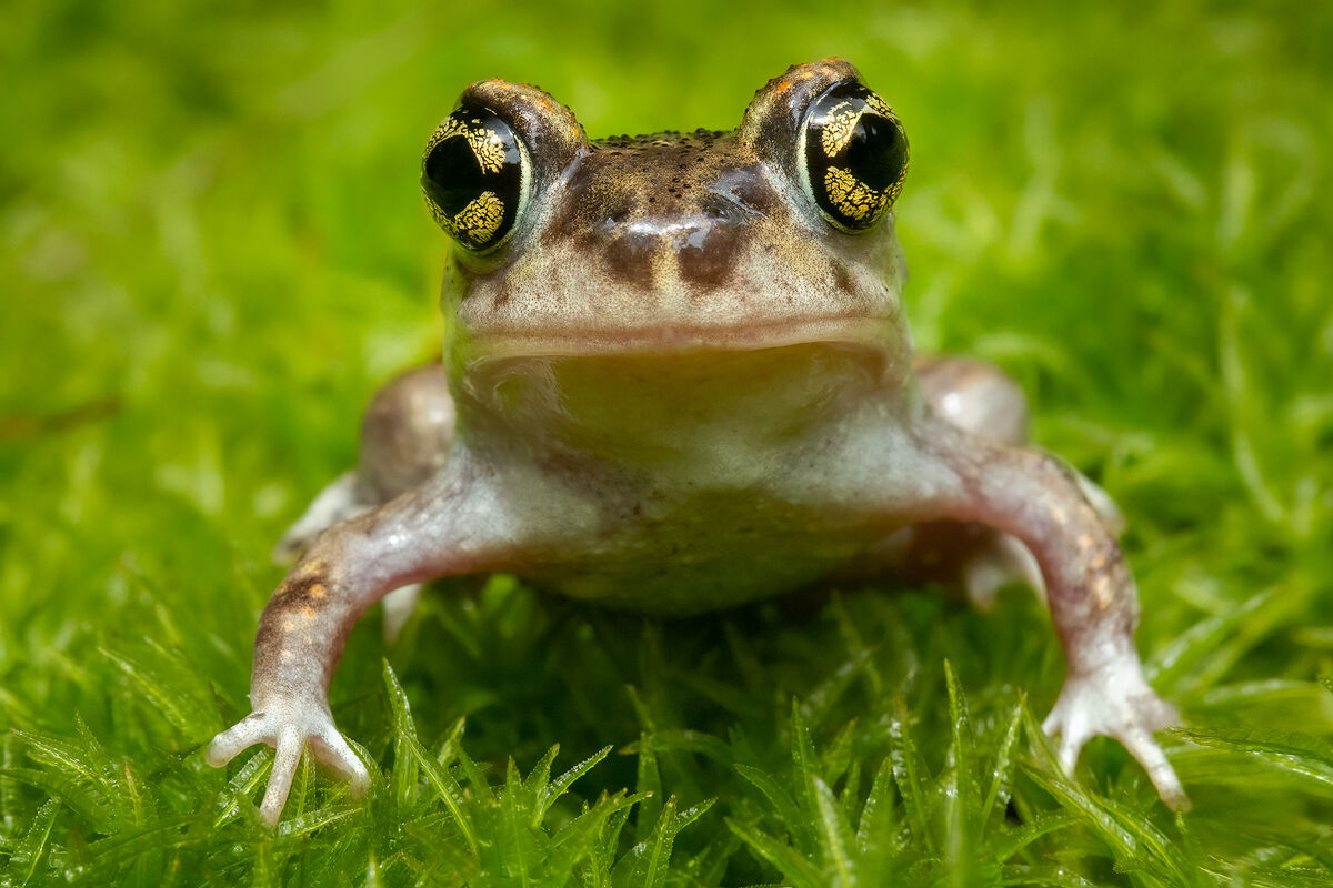 eastern spadefoot toad, amphibian, toad, capecod