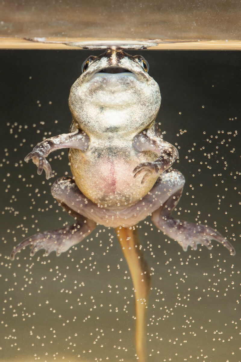 eastern spadefoot, amphibian, new york