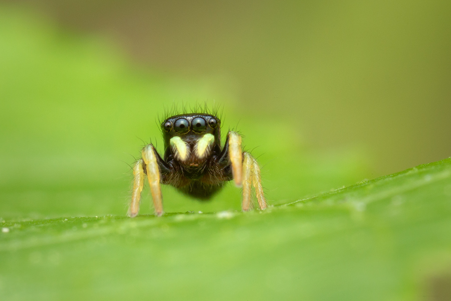 salticidae, jumping spider, massachusetts