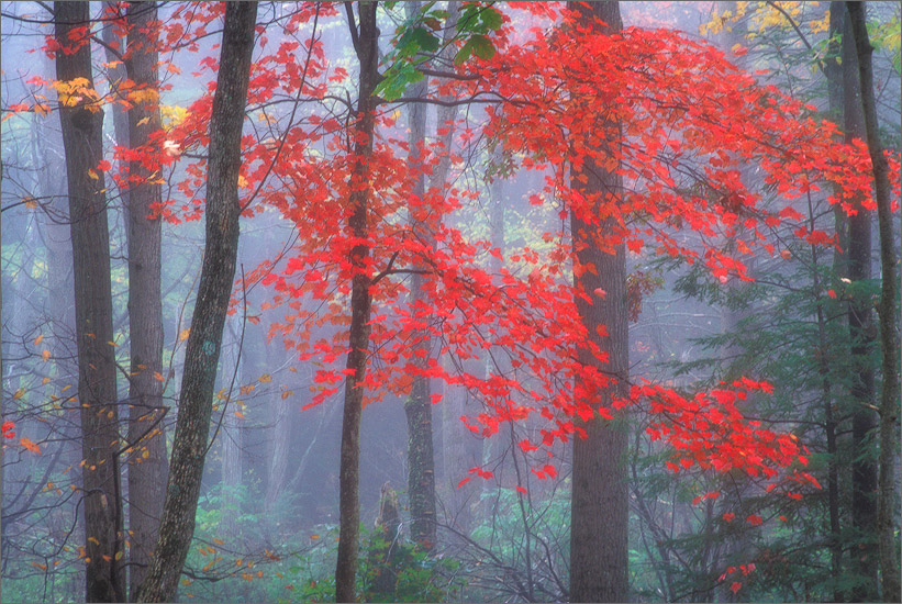 Quabbin reservoir, Massachusetts, autumn, forest, fog
