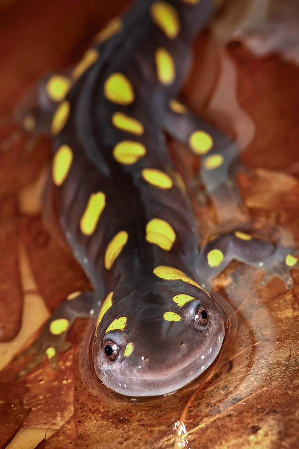 slamander, mole salamander, spotted salamander, patrick zephyr,Ambystoma maculatum