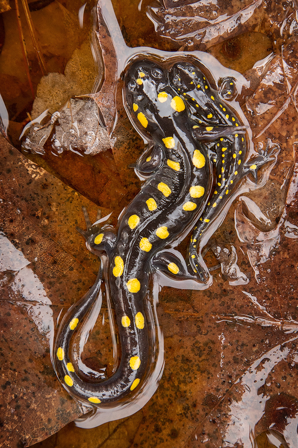 spotted salamander, Ambystoma maculatum, salamander, amphibian, patrick zephyr, Massachusetts