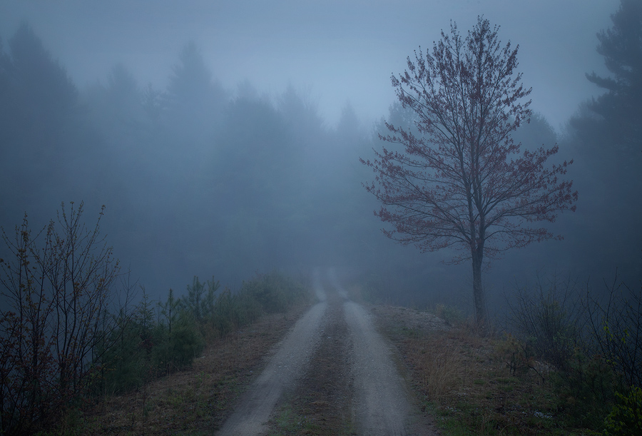 One of my favorite conditions to wander in is fog. On this morning it lasted for hours! I'm always amazed at how even the most...