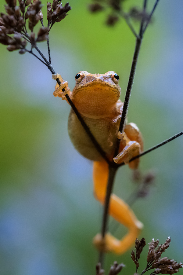 spring peeper,Pseudacris crucifer, treefrog, frog, amphibian, Patrick Zephyr, Massachusetts