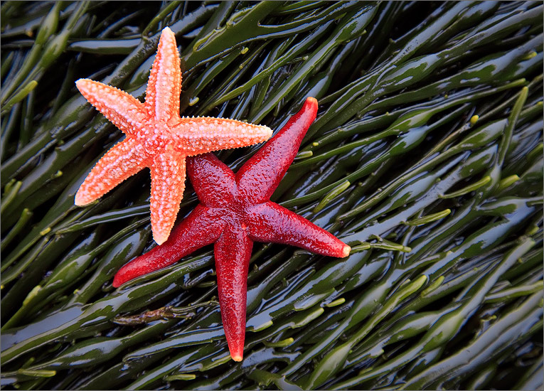 Star fish, sea stars, seaweed