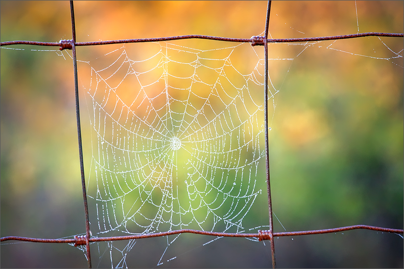 Dew, spider web, autumn