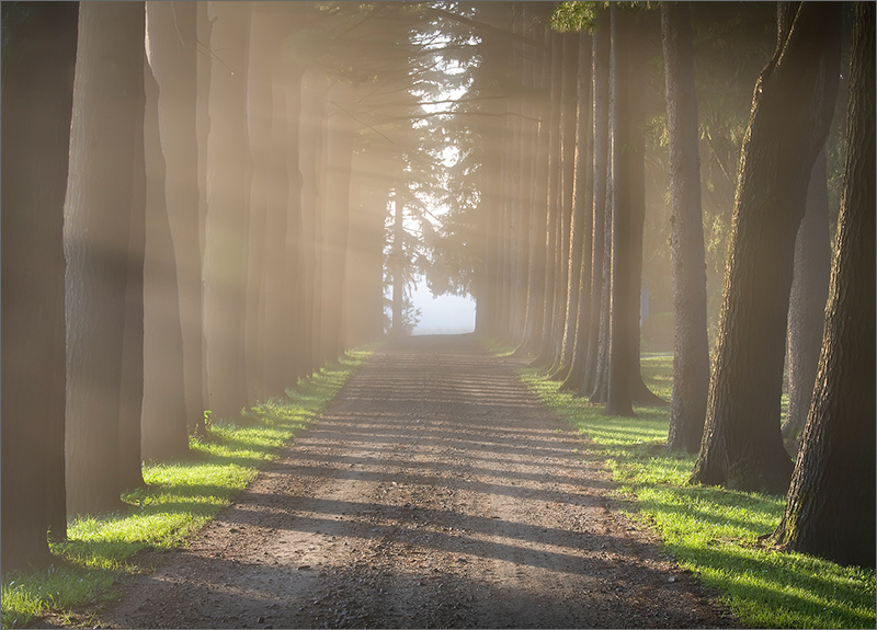 Stockbridge, fog, road, trees, Massachusetts