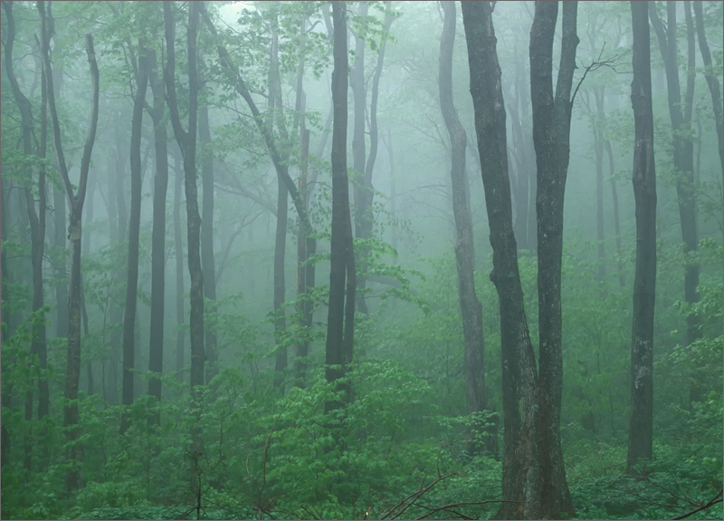 Fog, trees, summer, vermont