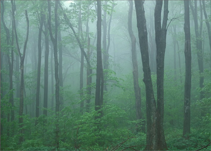 Fog, trees, summer, vermont