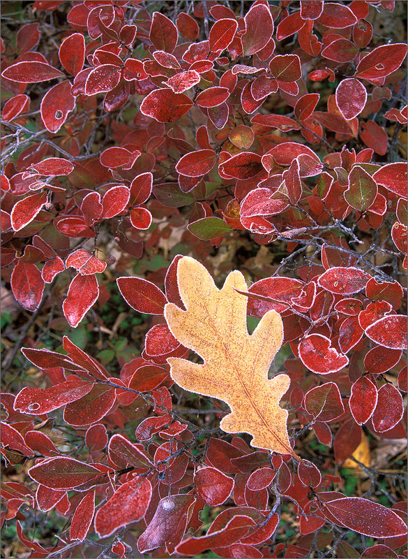 Frost, leaf, autumn