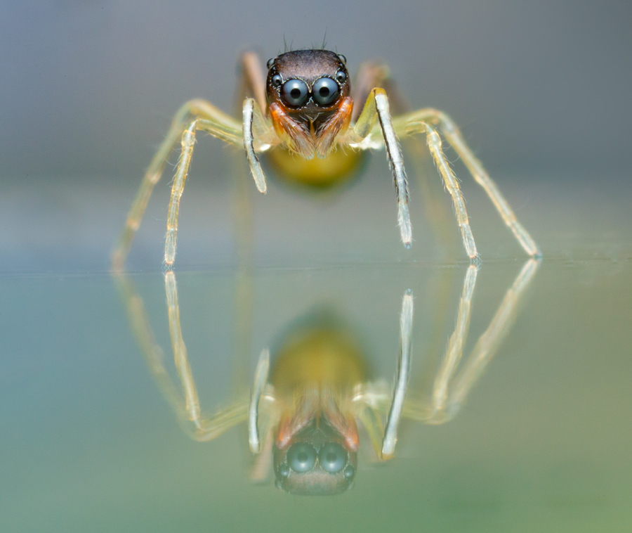 jumping spider, salticidae, Patrick Zephyr, Massachusetts,Synemosyna formica
