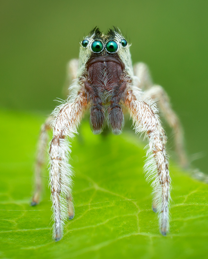 jumping spider, salticidae, Patrick Zephyr, Massachusetts,Tutalina similis