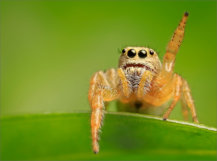 This little jumper (3mm) never stopped waving at me.