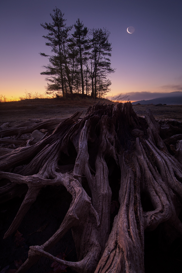 The shores of the Quabbin are full of remnants of the past. What's left of the large trees that stood tall in this area in the...
