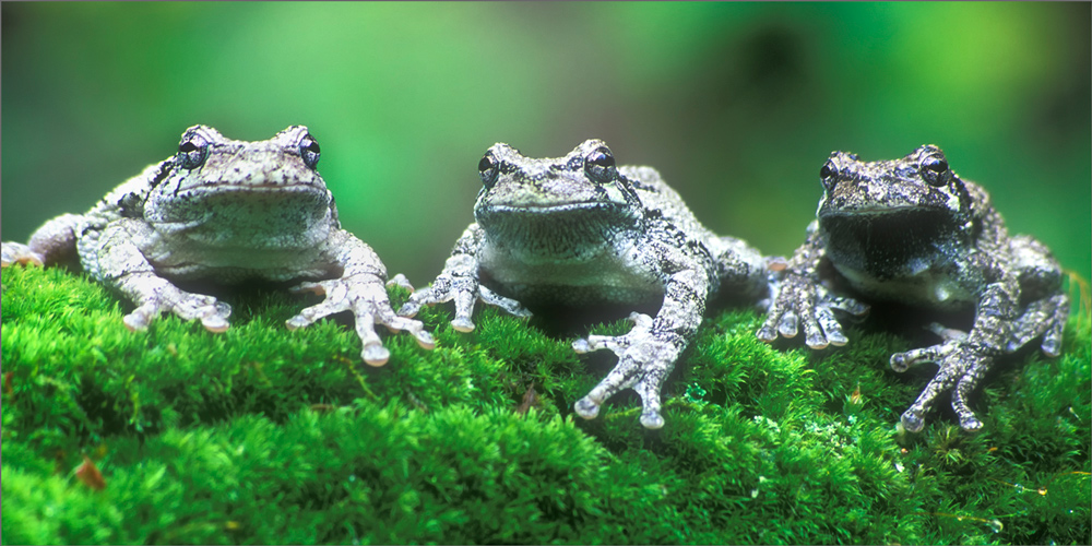 Amphibians, tree frogs, frogs, hyla versicolor,