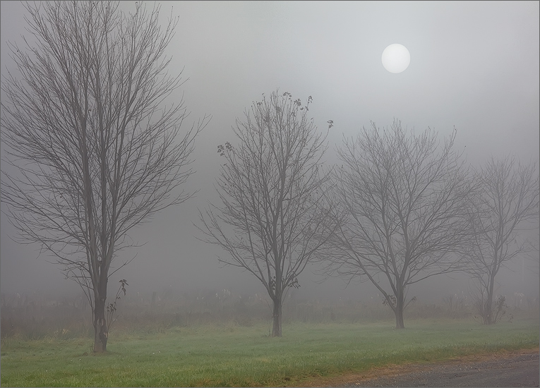 Snow, trees, Hadley, Massachusetts fog