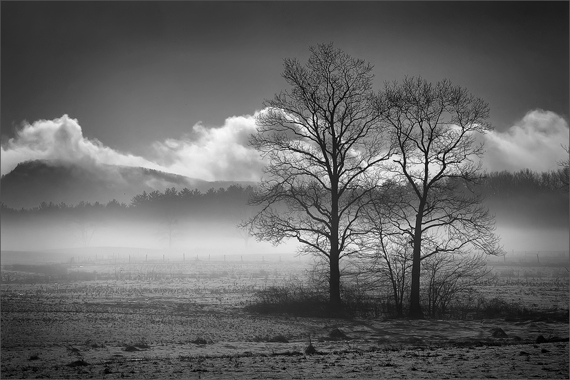 Snow, trees, Hadley, Massachusetts fog, together