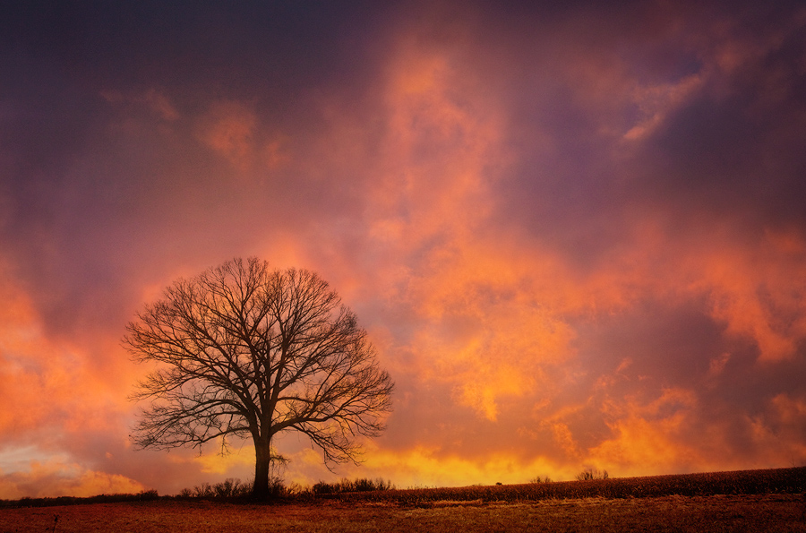 There's a tree that I know and I try to visit it when the Sky is on fire-then again I try to visit it even when the sky isn't...