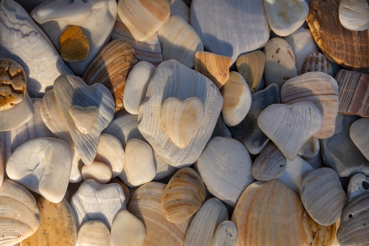 hearts, love, shells