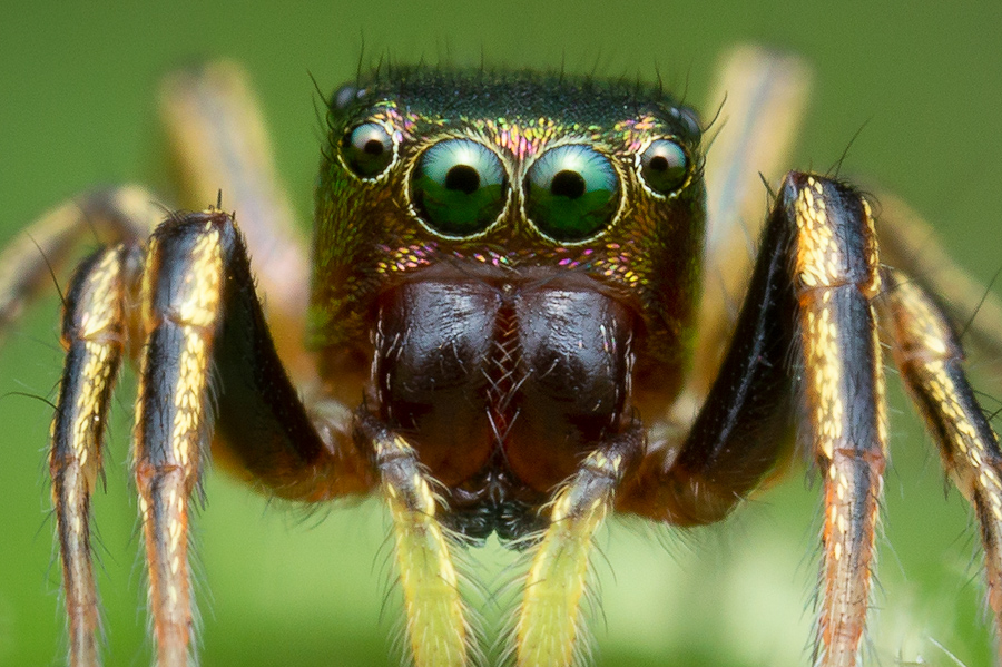 jumping spider, salticidae, Patrick Zephyr, Massachusetts,Tutalina elegans