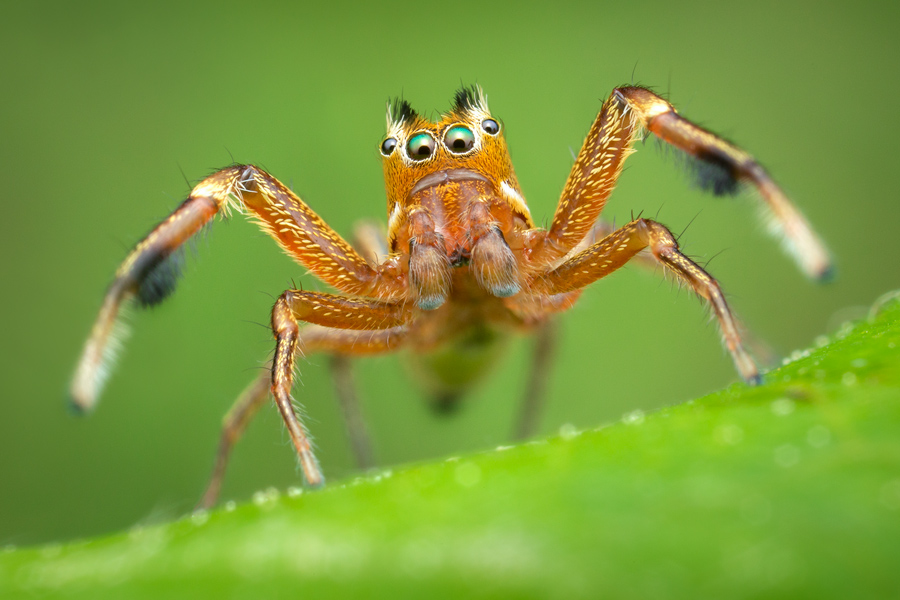 jumping spider, salticidae, Patrick Zephyr, Massachusetts,Tutalina elegans