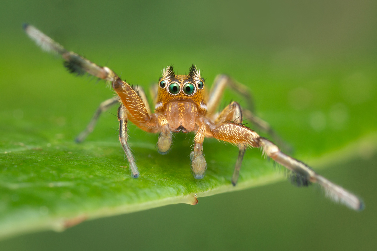 jumping spider, salticidae, Patrick Zephyr, Massachusetts,Tutalina elegans